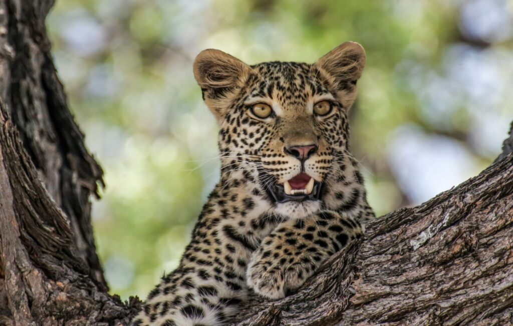 Tanzania travel scene