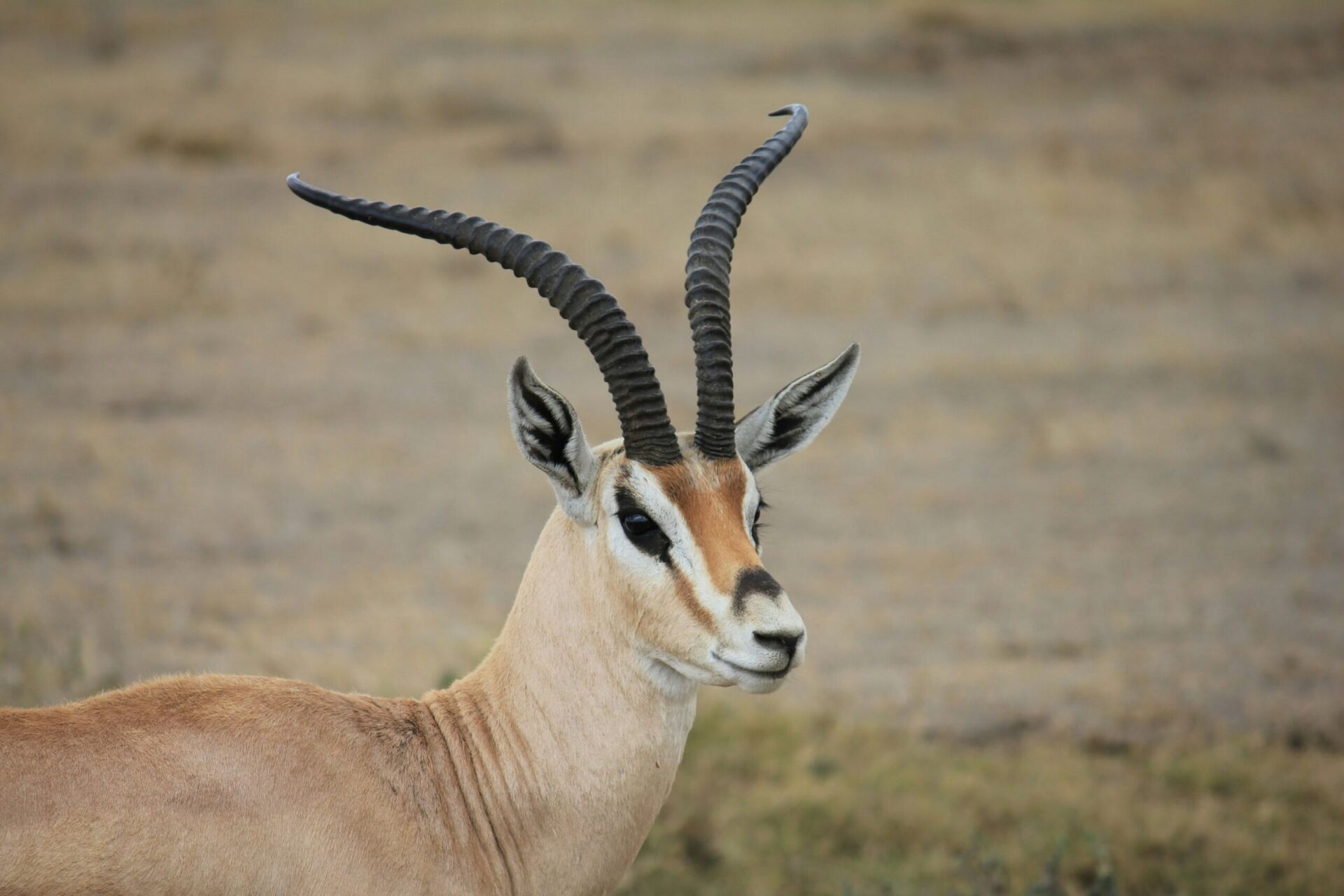 Tanzania safari scene