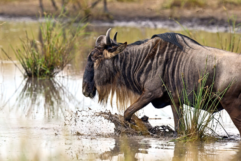 Wildebeest in the savannah