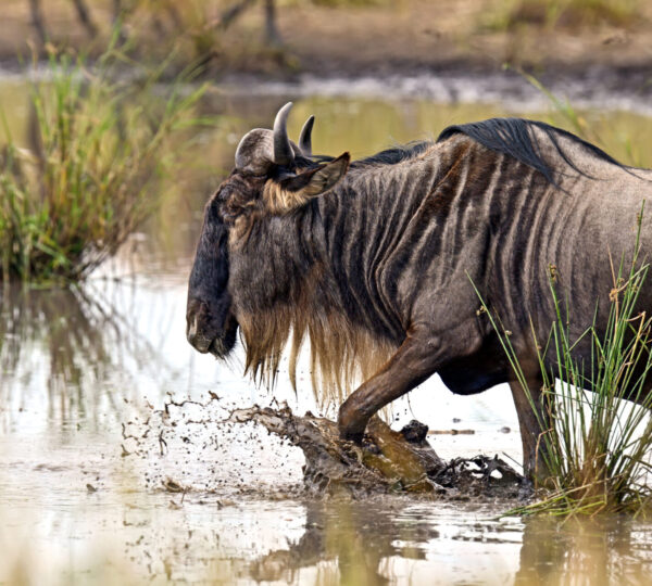 Serengeti Plains