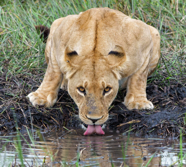 Safari Adventures