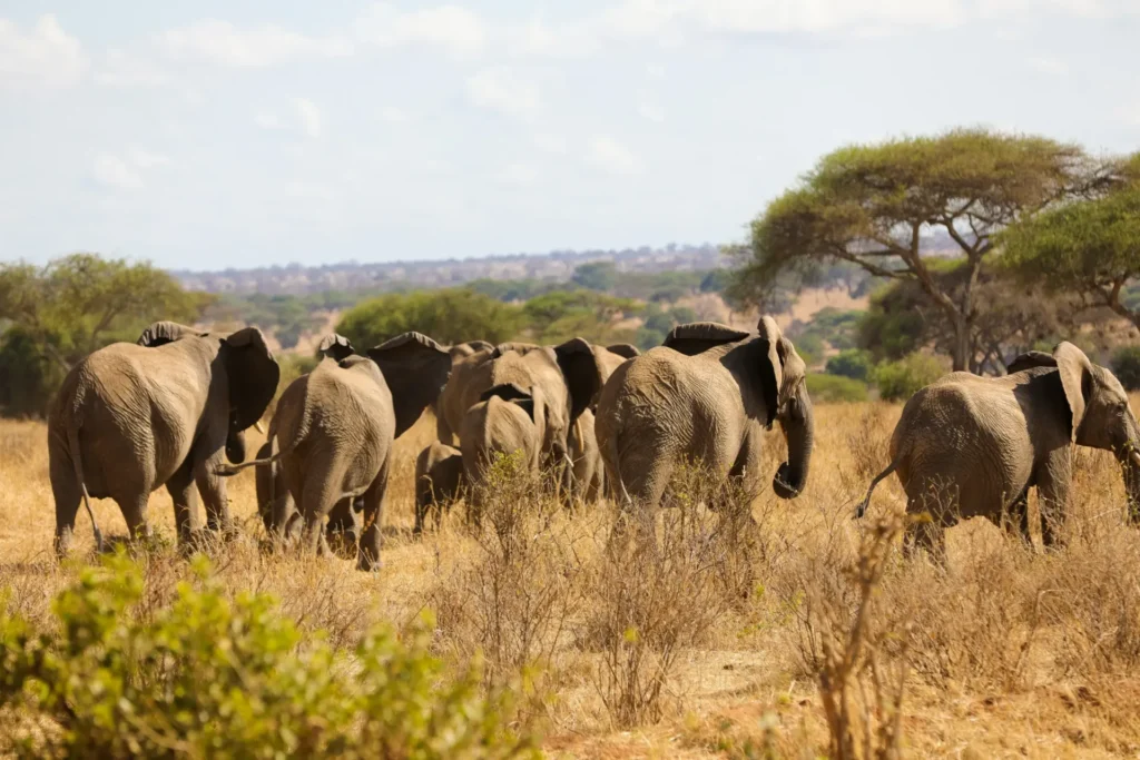 AML Travel & Tours safari photo, Tanzania