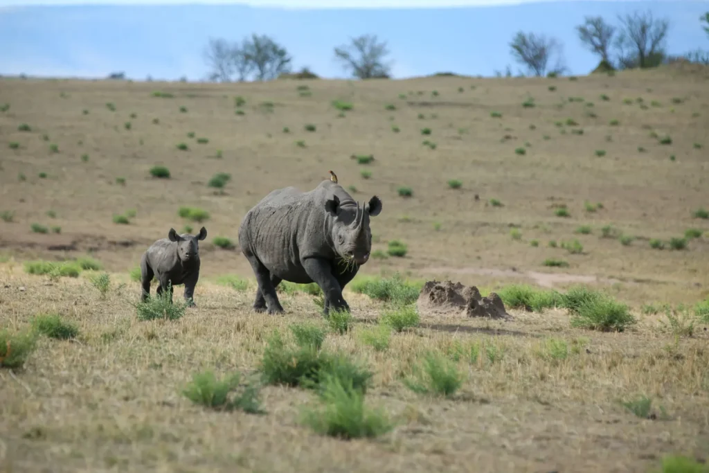 AML Travel & Tours safari photo, Tanzania