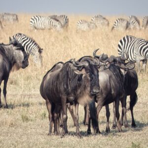 Serengeti Safari – AML Travel and Tours
